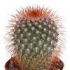 Kakteenmischung 5,5 cm - 5x - zonder pot