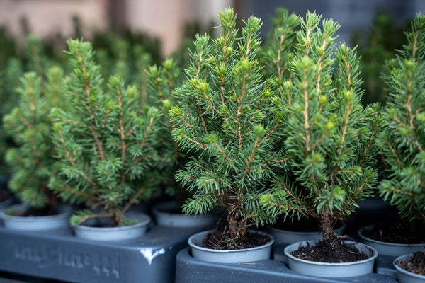 Zuckerhutfichte ‚Perfecta' – Picea glauca