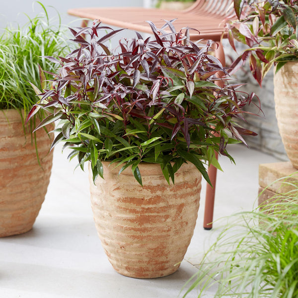 Traubenheide ‚Burning Love' – Leucothoe – Ansicht 4
