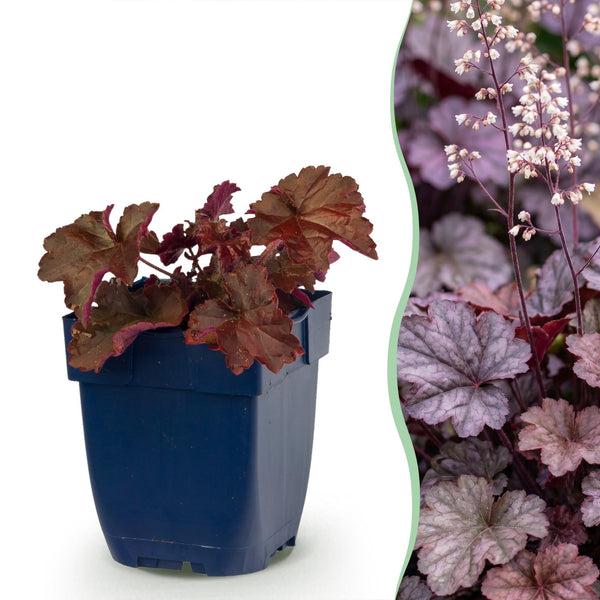 Balkon-Set „Winterfest“ – 3 winterharte Pflanzen für Kübel & Kasten – im Set enthalten: Purpurglöckchen ‚Palace Purple' – Heuchera micrantha