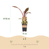 Zierbanane ‚Maurelii' – Ensete ventricosum – Ansicht 3