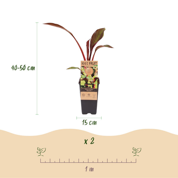 Zierbanane ‚Maurelii' – Ensete ventricosum – Ansicht 3