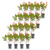Glanzmispel ‚Little Red Robin' – Photinia × fraseri – Ansicht 2