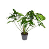 Baumfreund ‚Green Wonder' – Philodendron