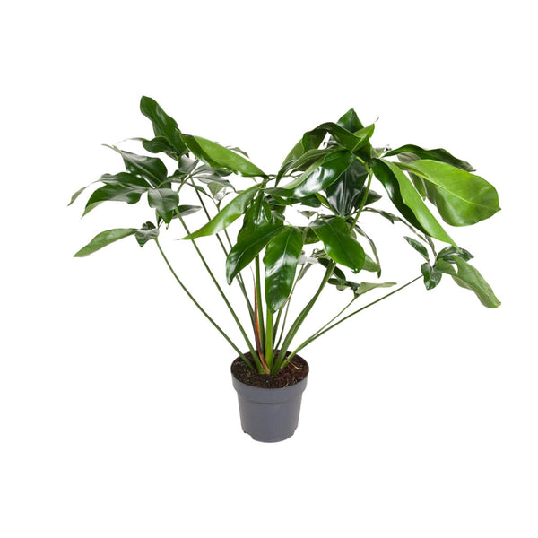 Baumfreund ‚Green Wonder' – Philodendron