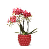 Schmetterlingsorchidee ‚Congo' – Phalaenopsis