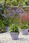 Schmucklilie ‚Poppin Purple' – Agapanthus – Ansicht 5