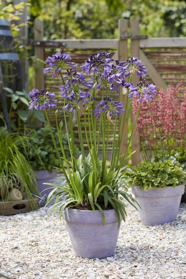 Schmucklilie ‚Poppin Purple' – Agapanthus – Ansicht 5