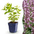 Katzenminze ‚Wild Orchid' – Nepeta sibirica – 1 Stück