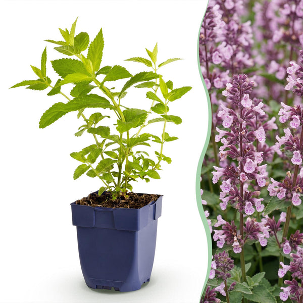 Katzenminze ‚Wild Orchid' – Nepeta sibirica – 1 Stück