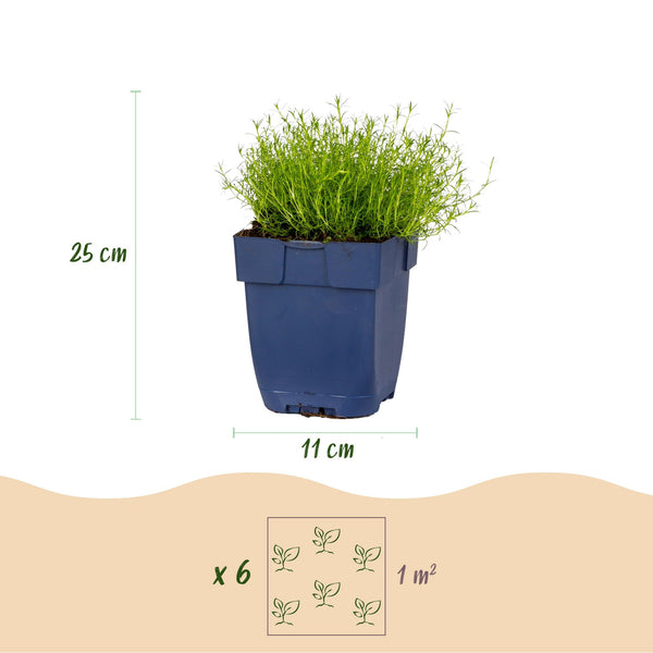 Sternmoos – Sagina subulata – Ansicht 3