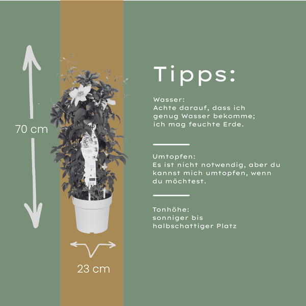 Waldrebe ‚Double Up Barnadine + Masa' – Clematis – Ansicht 4