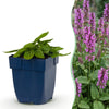 Ziest ‚Hummelo' – Stachys monieri