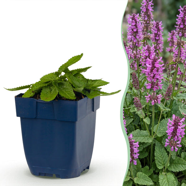 Ziest ‚Hummelo' – Stachys monieri