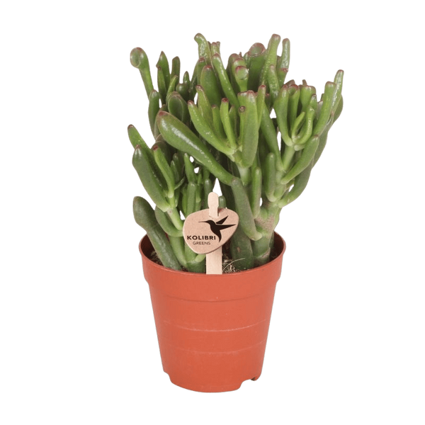 Starter-Set „Sukkulenten-Fensterbank“ – 5 Mini-Pflanzen mit Übertöpfen – im Set enthalten: Geldbaum ‚Hobbit' – Crassula ovata