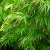 Fächerahorn ‚Emerald Lace' – Acer palmatum – Ansicht 4