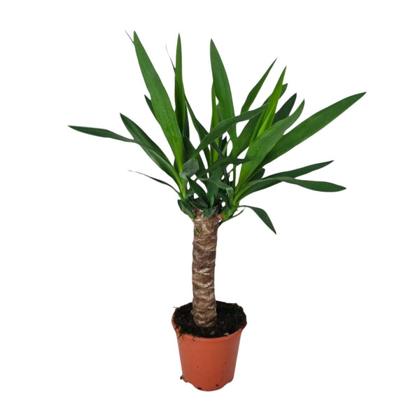 Riesen-Palmlilie – Yucca elephantipes