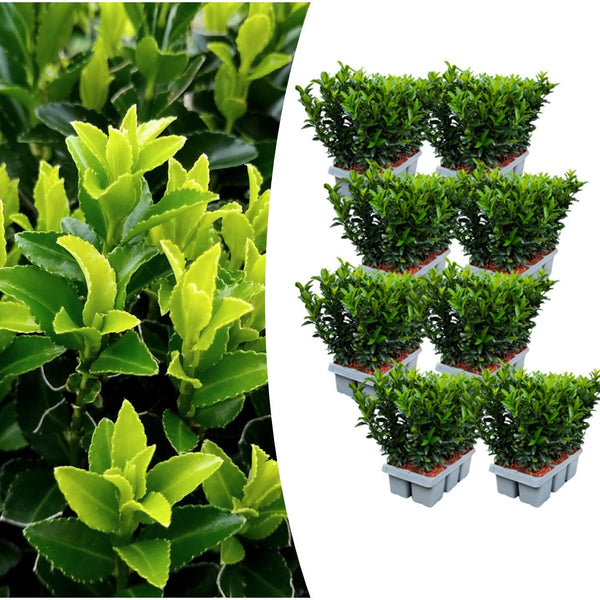 Spindelstrauch ‚Green Spire' – Euonymus japonicus