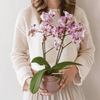 Schmetterlingsorchidee ‚Diamond Bora Bora' – Phalaenopsis – Ansicht 6