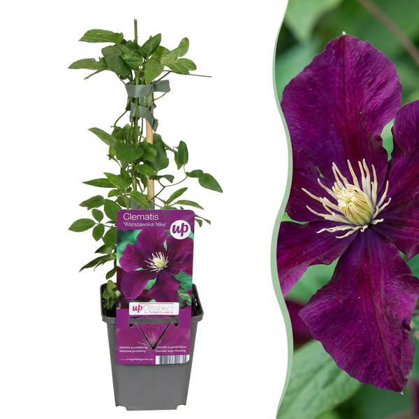 Waldrebe ‚Warszawska Nike' – Clematis – 1 Stück