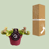 Schlauchpflanze – Sarracenia psittacina – Ansicht 3