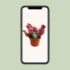 Schlauchpflanze ‚Maroon' – Sarracenia – Ansicht 4