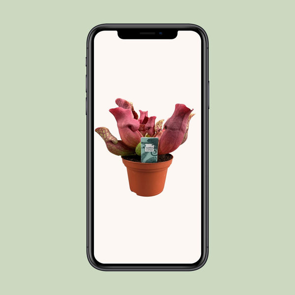 Schlauchpflanze ‚Maroon' – Sarracenia – Ansicht 4