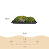 Bodendecker-Set „Sedummatte" – 10 Sedum-Sorten – Ansicht 3