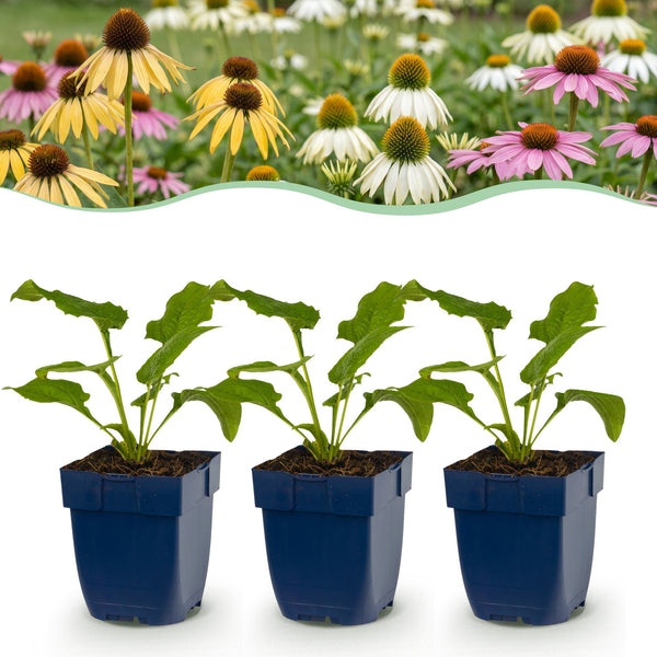 Sonnenhut Tricolour-Mix – Echinacea – Ø 11 cm · 15-25 cm