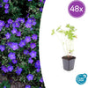 Storchschnabel ‚Johnson's Blue' – Geranium