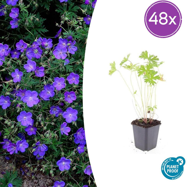 Storchschnabel ‚Johnson's Blue' – Geranium