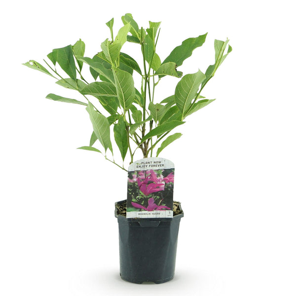 Magnolie ‚Susan' – Magnolia – Ansicht 2