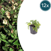 Kaukasus-Beinwell – Symphytum grandiflorum