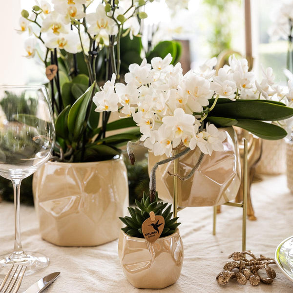 Schmetterlingsorchidee ‚Nazaré' – Phalaenopsis – Ansicht 9