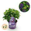 Hortensie ‚Forever & Ever' – Hydrangea macrophylla