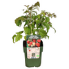 Obstpflanzen-Set „Früchte-Party" – 3 verschiedene BIO-Obstpflanzen – Ansicht 10