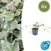 Efeu ‚Glacier' – Hedera helix – 6 Stück