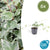 Efeu ‚Glacier' – Hedera helix – 6 Stück