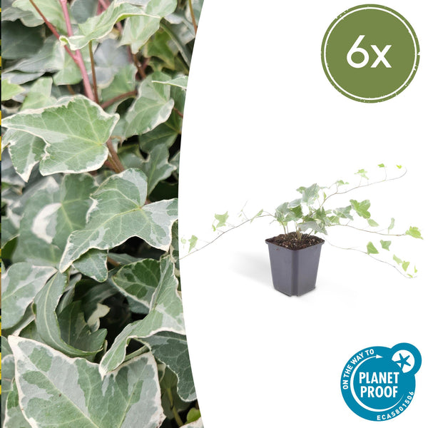 Efeu ‚Glacier' – Hedera helix – 6 Stück