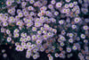 Ageratum-Aster ‚Stardust' – Aster ageratoides – Ansicht 3