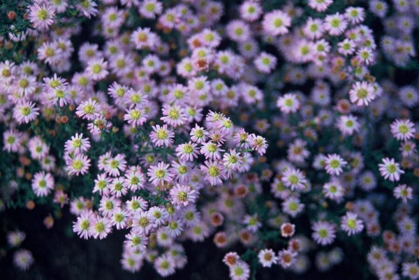 Ageratum-Aster ‚Stardust' – Aster ageratoides – Ansicht 3