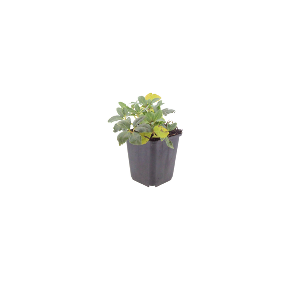 Lenzrose – Helleborus orientalis – Ansicht 2