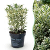 Japanischer Spindelstrauch ‚White Spire' – Euonymus japonicus – Ansicht 3