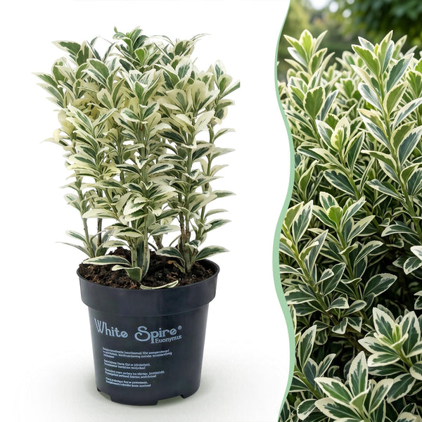 Japanischer Spindelstrauch ‚White Spire' – Euonymus japonicus – Ansicht 3