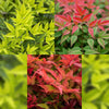 Himmelsbambus-Set „Tricolour" – Nandina domestica in Gelb, Rot & Orange – Ansicht 4