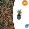 Fächer-Zwergmispel – Cotoneaster horizontalis