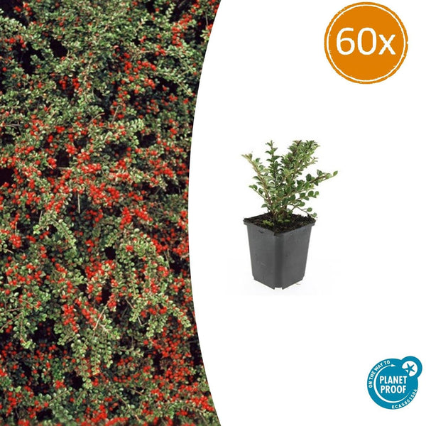 Fächer-Zwergmispel – Cotoneaster horizontalis