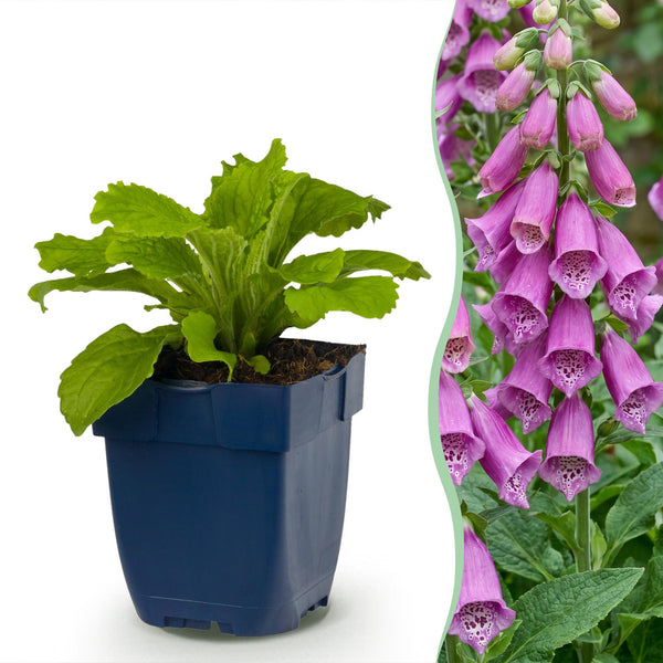 Fingerhut ‚Dalmatian Purple' – Digitalis purpurea