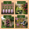 Waldrebe ‚Nelly Moser' – Clematis – Ansicht 4
