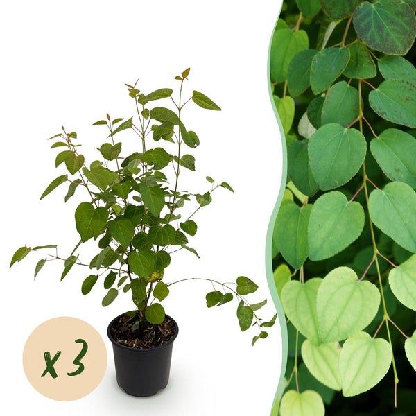 Katsurabaum – Cercidiphyllum japonicum